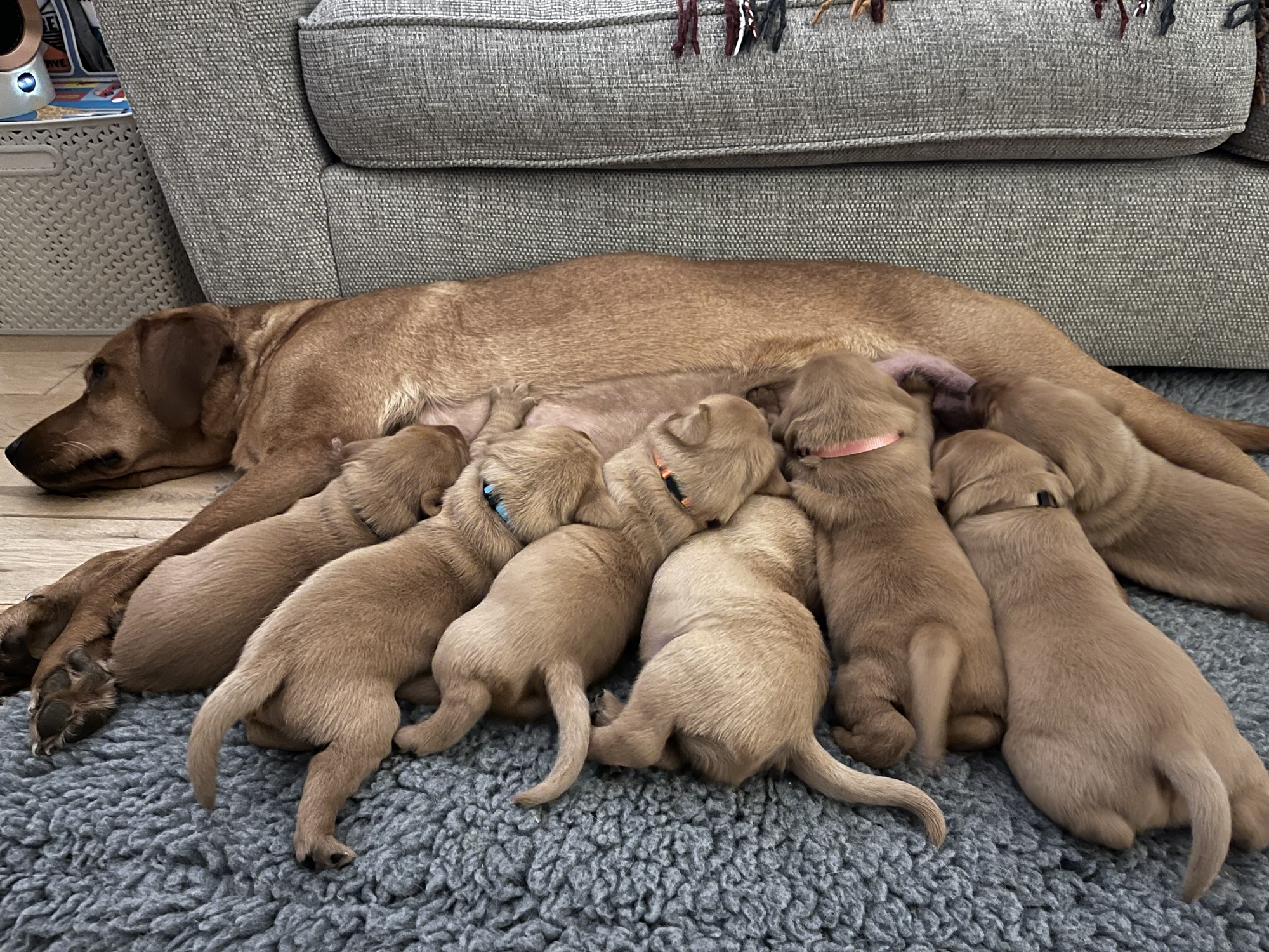Growing Pups: A Hilarious Family Adventure – Angela Jelf